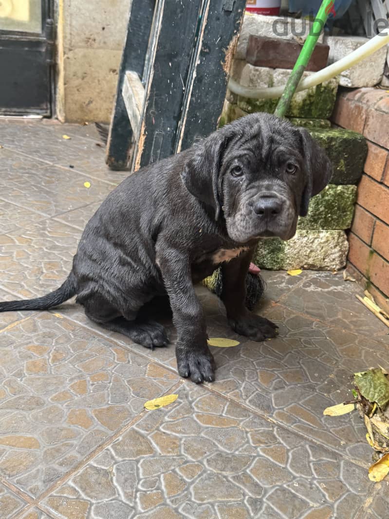 Cane Corso 1