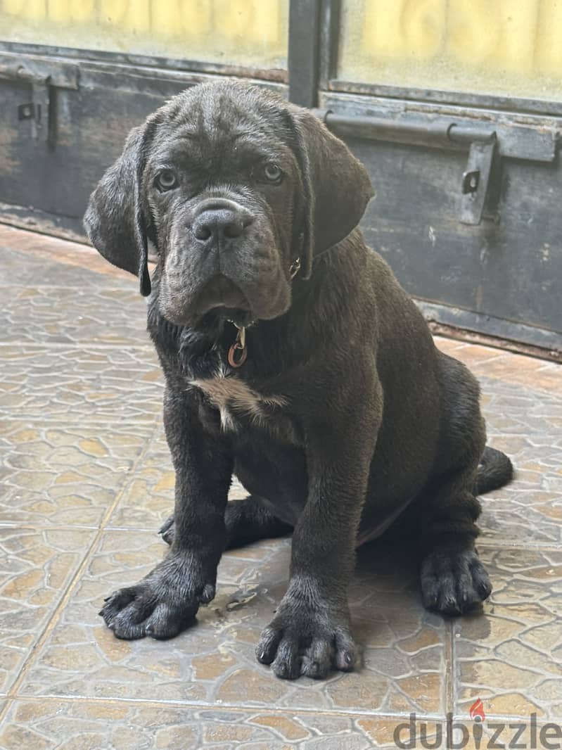 Cane Corso 2