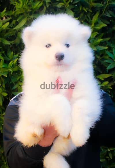 دكر سامويد samoyed puppy