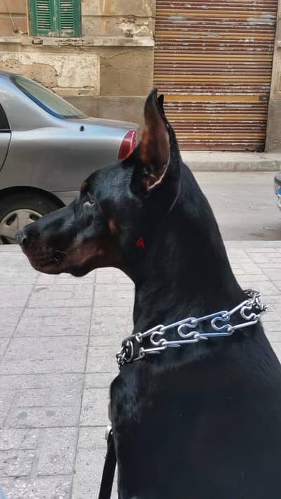 Doberman for sale