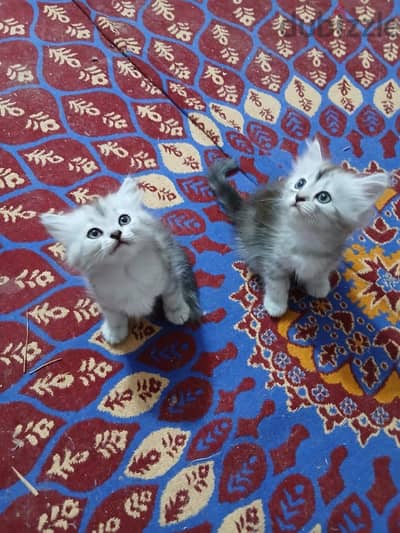 متاح قطط صغيره شرازي مطعمين. 45 يوم