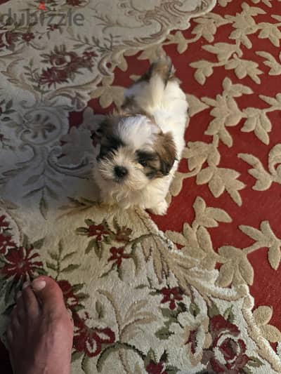 كلب  Shih Tzu