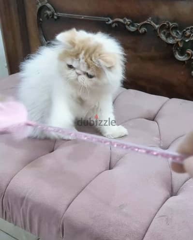 قطه فإن ريد