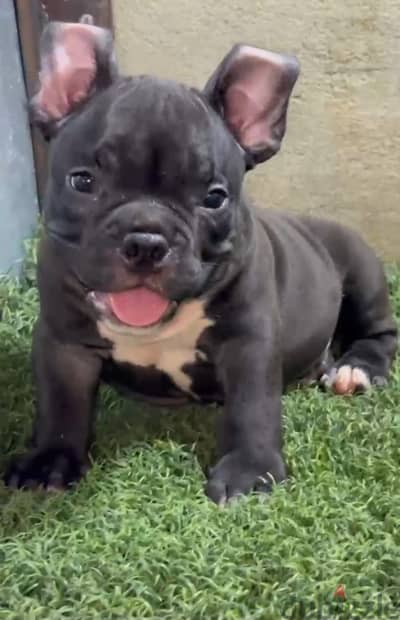 Exotic american bully male 60 days for sale - جرو من سلالة قوية