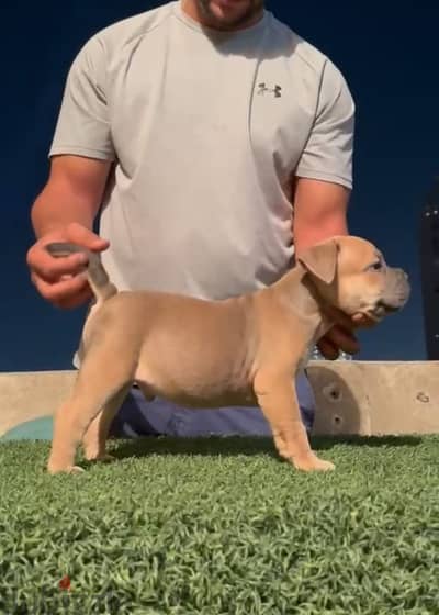 Exotic american bully male 60 days - تطعيمات كاملة من عائلة قوية
