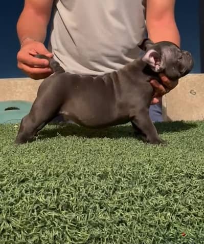 Exotic american bully male 60 days for sale - جرو من سلالة قوية