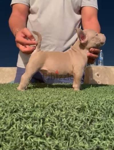 american bully micro male 60 days - تطعيمات كاملة مشروع بطل