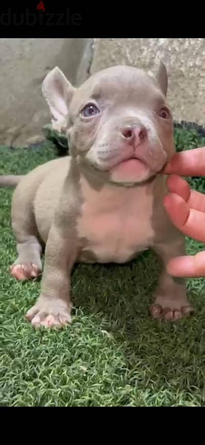 american bully micro male 60 days - تطعيمات كاملة مشروع بطل
