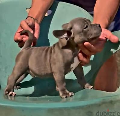 American bully pocket male 60 days متطعم كل التطعيمات من سلالة قوية