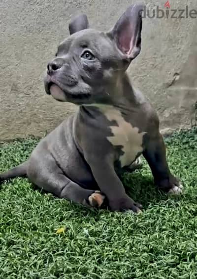 American bully pocket male 60 days متطعم كل التطعيمات من سلالة قوية
