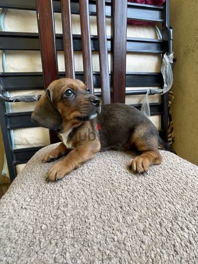 Dachshund Male Puppy
