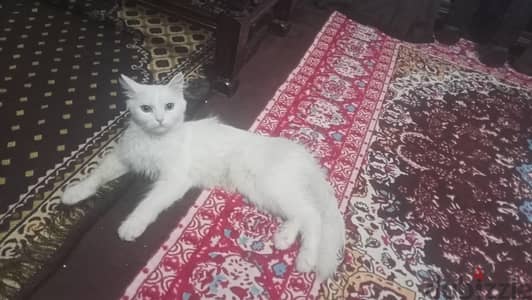 قطه شيرازاي