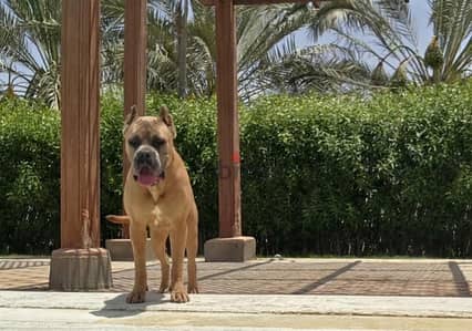 جرو كين كورسو  ٧شهور ورق fci