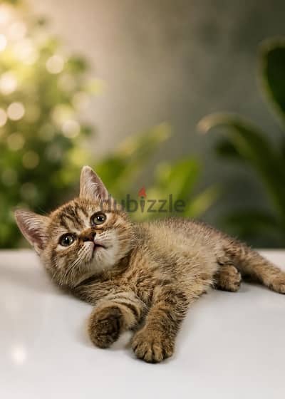 ولد وبنتين اسكوتش