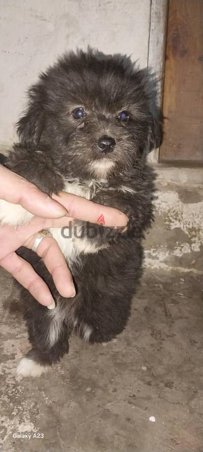 متاح جراوي لولو عمر شهر