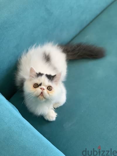 Persian cat