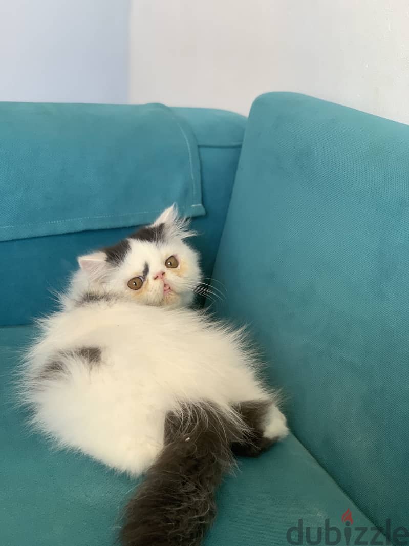 Persian cat 1