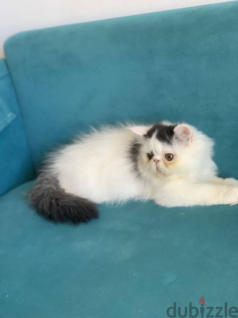 Persian cat 3