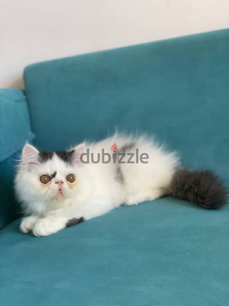 Persian cat 4
