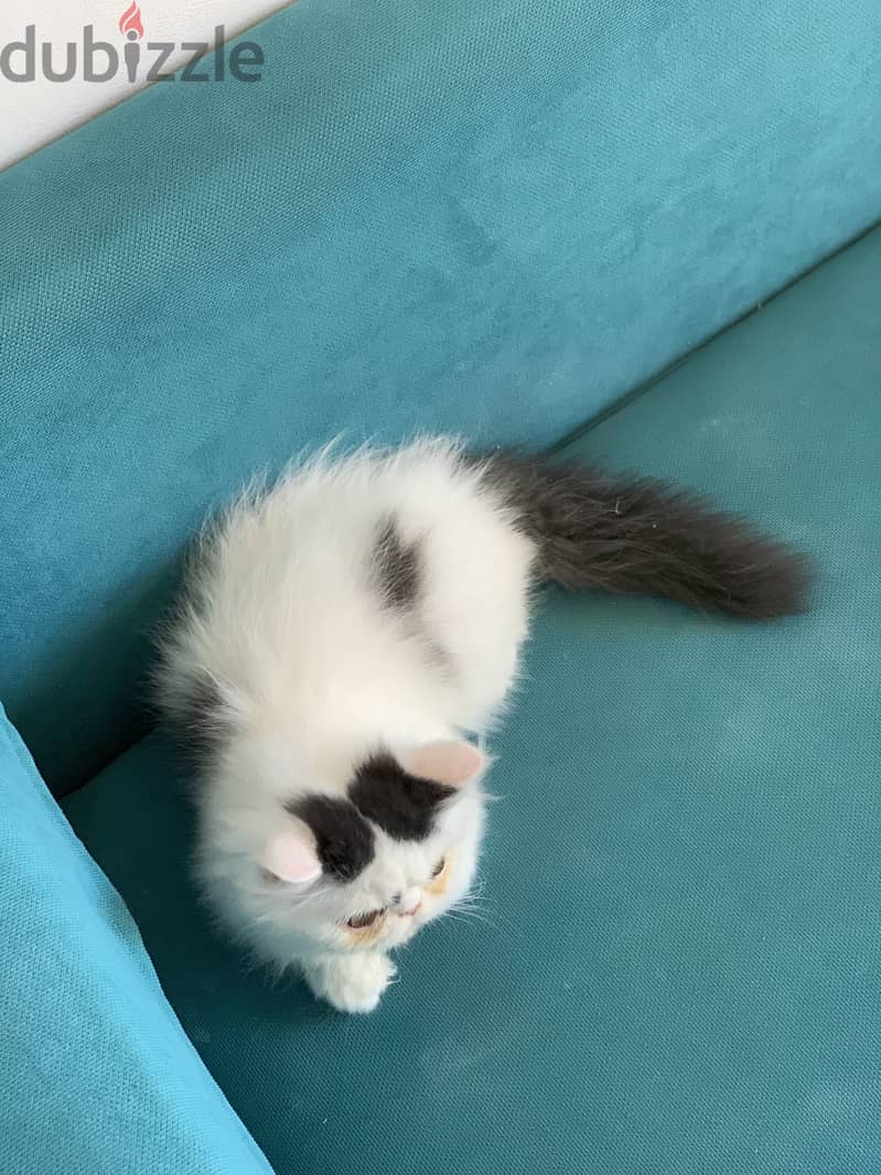 Persian cat 5