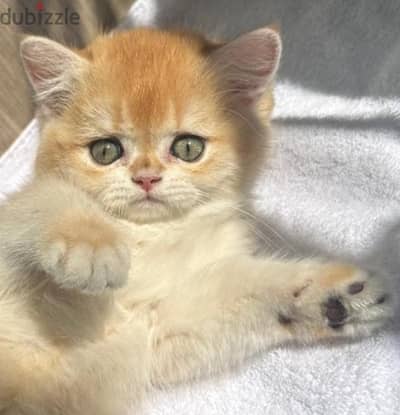 British short  hair kittens