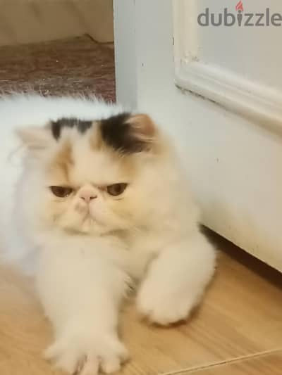 قطه بيرشن