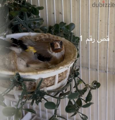 حسون  منتج