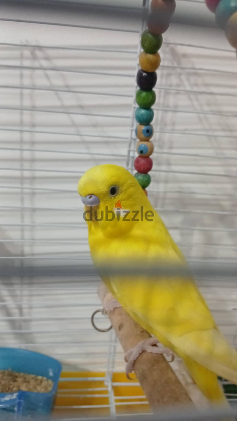 ذكرين بادجي 2