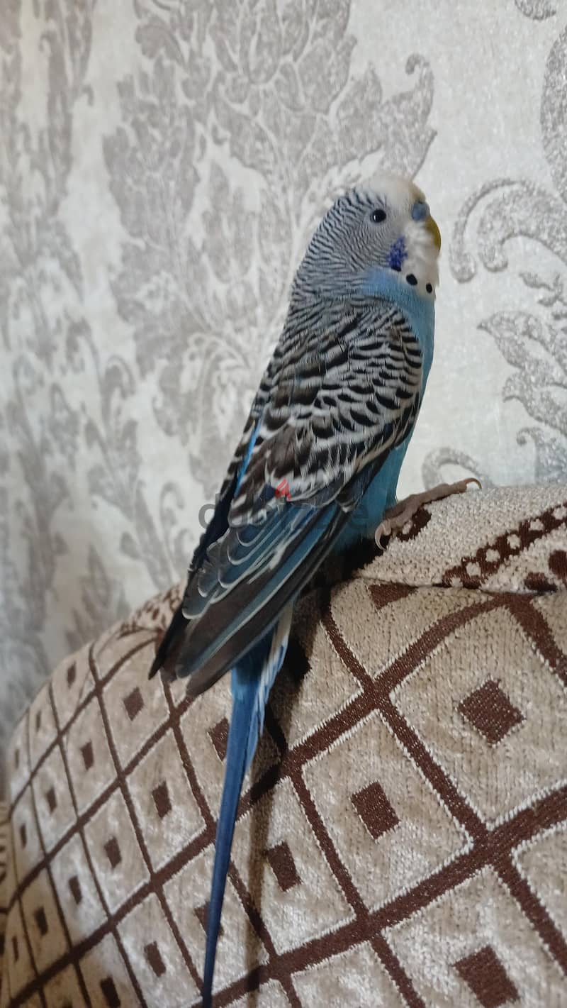 ذكرين بادجي 4