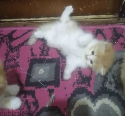 قطط شيرازي جميله ورقيقة
