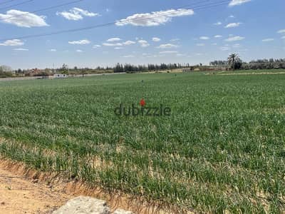 فررررصة للبيييييع فدان زراعي بوادي النطرون
