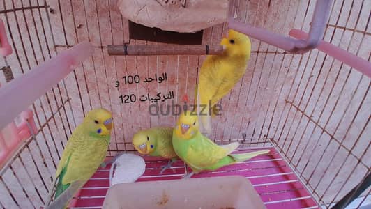 أسترالي من شهرين الي 3 شهور