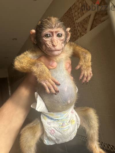 نسناس بيبي للبيع