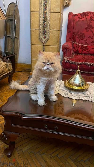 بيع قطط