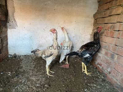 عائله هندي للتصفيه