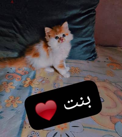اجمل قطط هاف بيكي بنت و ولدين
