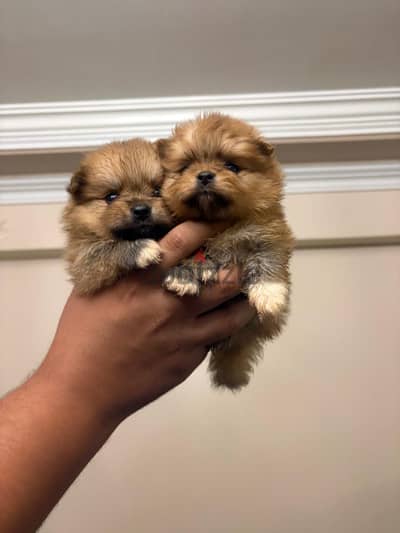 Orange pomeranian puppies