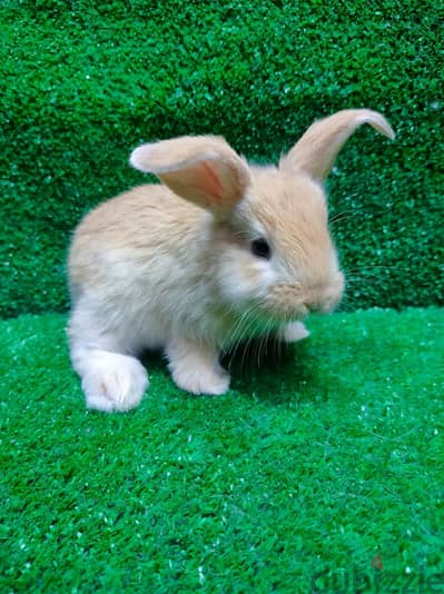 Bunnyارانب زينه لتربية في المنزل