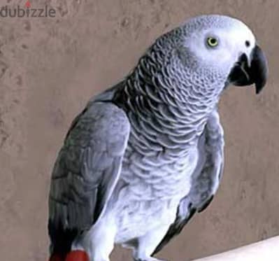 بغبغاء زنجبارى