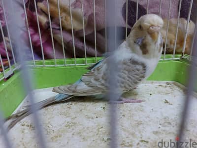 نتايه انصاص شغاله ٣ عشوش