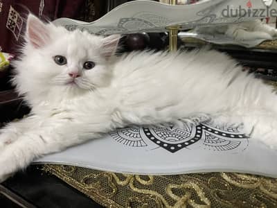 Cat for sell 