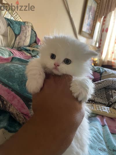 Cat for sell