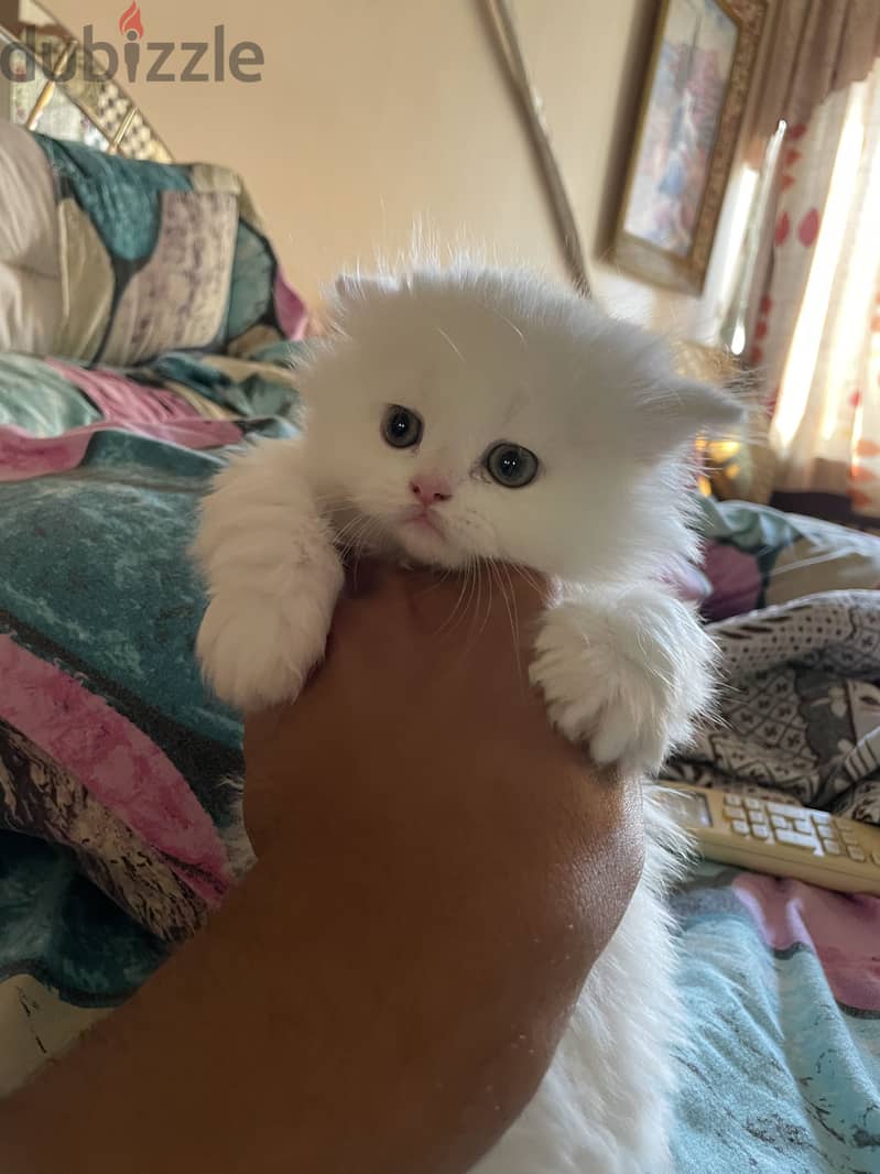 Cat for sell  1