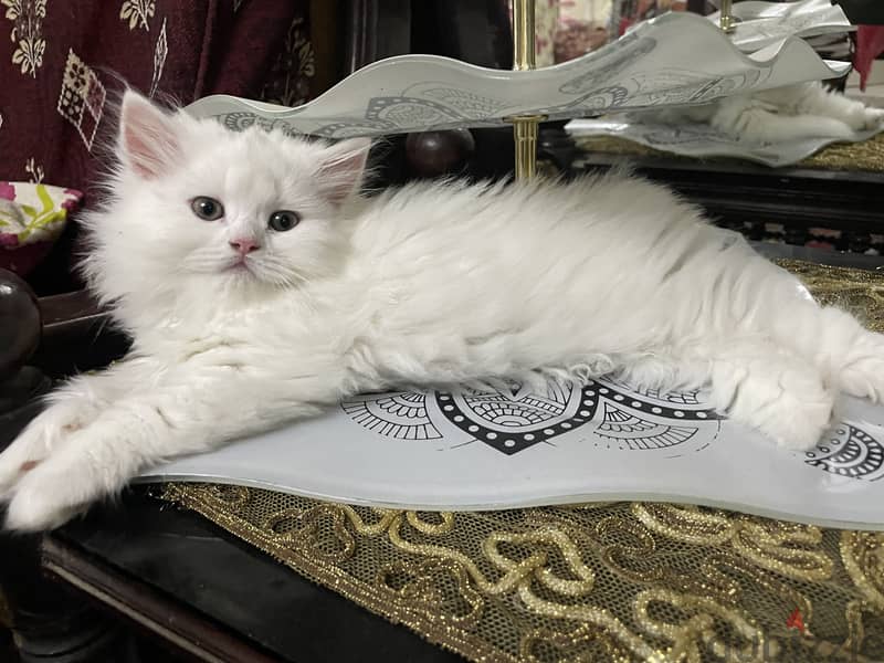 Cat for sell  2