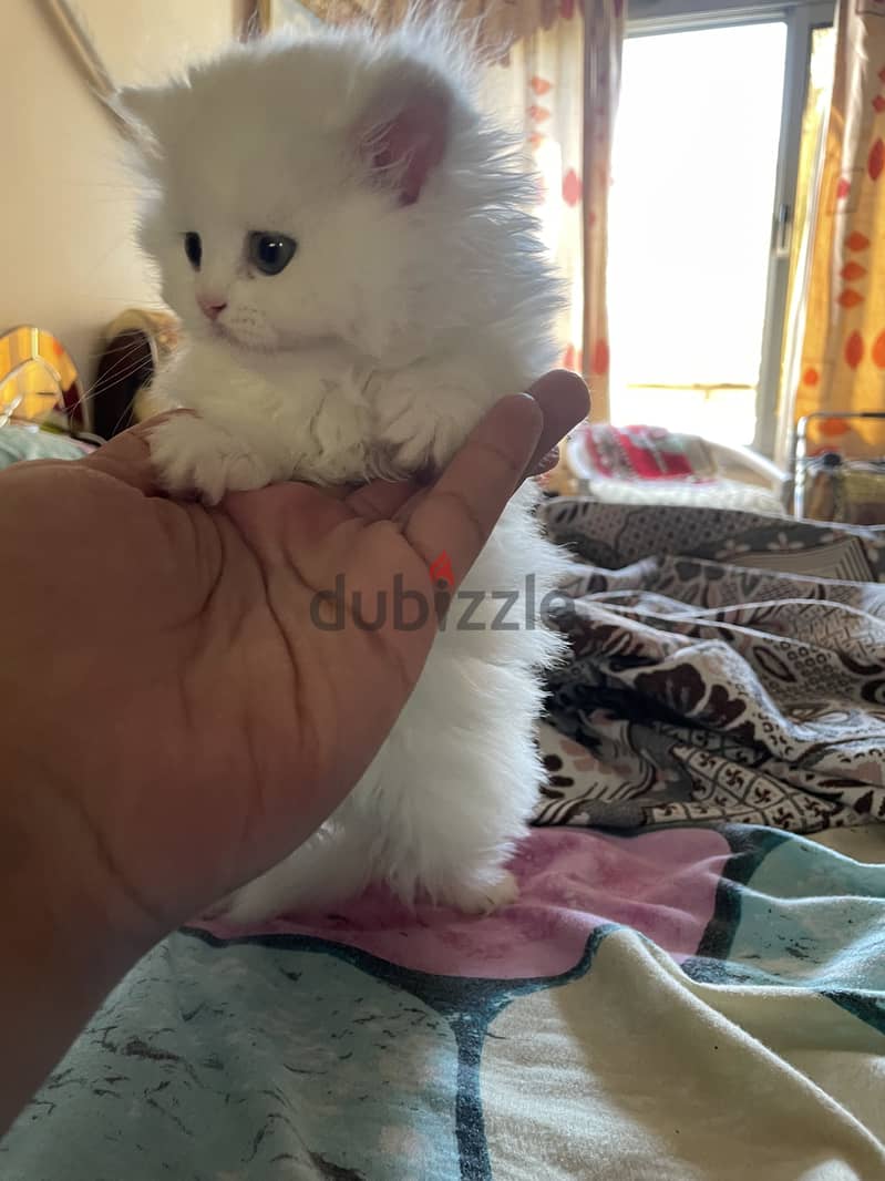 Cat for sell  3