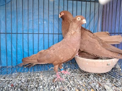 احمر غوزار