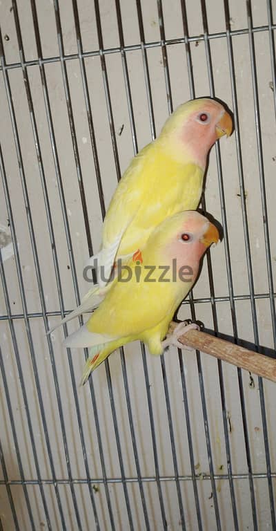 روز شاباب