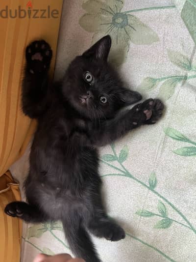 British shorthair and exotic shorthair mix kitten