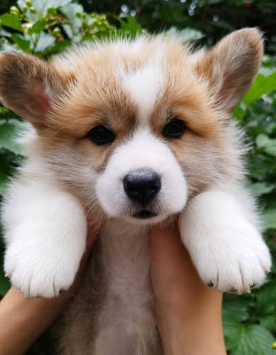 Corgi
