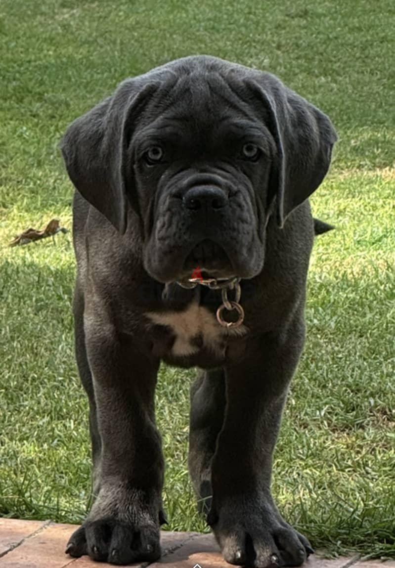 Cane Corso 2